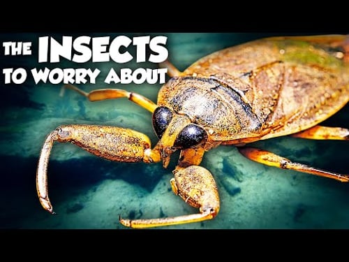 These are the Most VENOMOUS Insects in the US