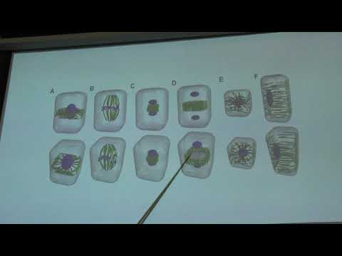 Тимонин А. К. - Высшие растения - 2. Общее устройство растительной клетки