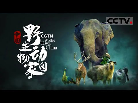 大开眼界的动物冷知识!秋沙鸭竟然会拿自己的孩子当赌注 赌输了全部送鸭!川金丝猴也会“重女轻男”......《中国:野生动物家园》Wildlife Haven: China【CCTV纪录】