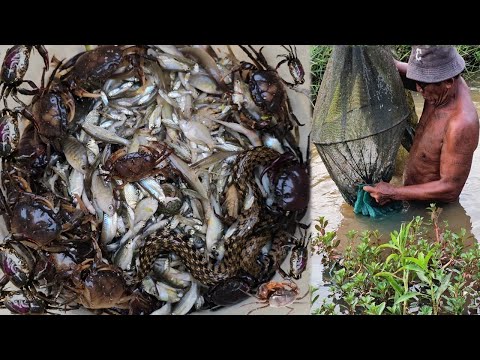 Unbelievable Mixed Catch! Fish, Crabs & a Snake in One Bucket