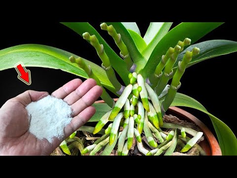 Just Sprinkle Once! Even The Weakest Orchid Will Grow 1001 Roots And Flower Branches!