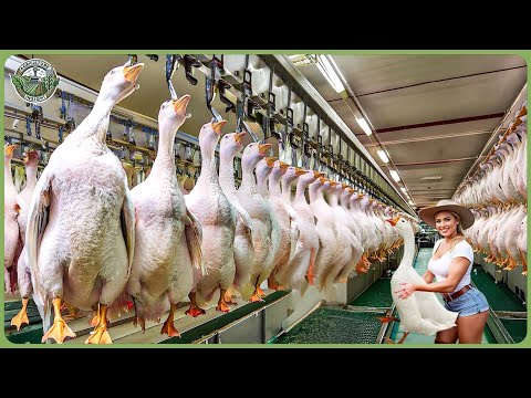 How Tons of Foie Gras Are Produced – Insane Goose Farming Behind Luxury Food