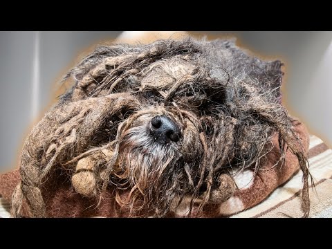 The WORST dog matting I have ever seen in my 13 years as a pet groomer | EXTREME transformation
