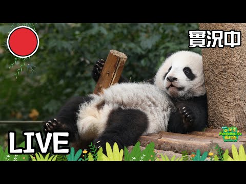 Broadcast: Baby Pandas Of Class 2023's Play Date | iPanda