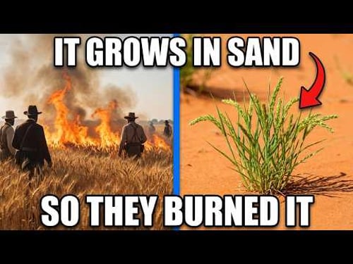 The Zero-Water Grain That Fed the Sahara — Colonial Powers Burned the Fields to Sell European Wheat