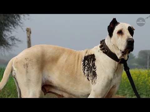 Bully Kutta ā The Banned Beast of Pakistanās Underground Tournaments!