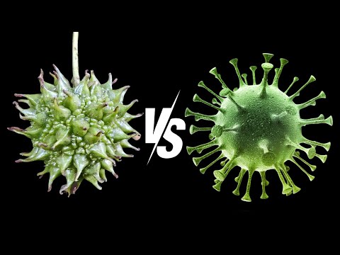 Kill the Flu with this Common Backyard Tree