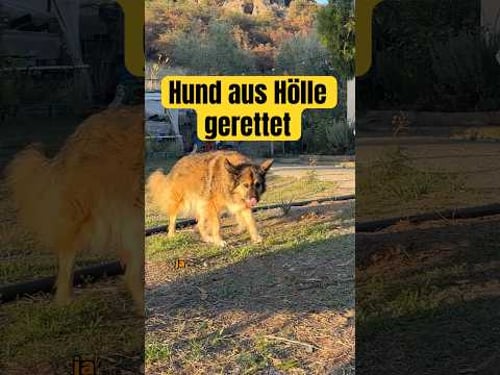 HUND aus HÖLLE gerettet! #ungewohnt #doku