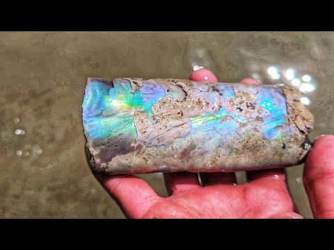 💎Ammolite Gem 💎 Jackpot! HUGE Ammonite DeathBed Discovery #MontanaGems