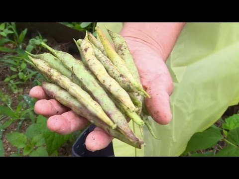 유전자재조합식품, 알고 먹자! / YTN 사이언스