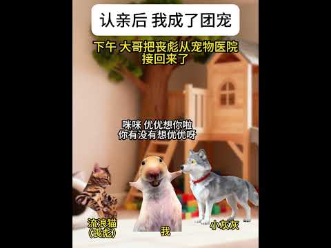 认亲后 我成了团宠10-17 #猫meme #猫meme日常 #猫meme小剧场 #超爆小故事