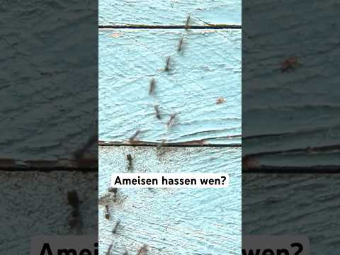 Ja, auch Ameisen können ihre Nachbarn hassen! #forschung #biologie #insekten