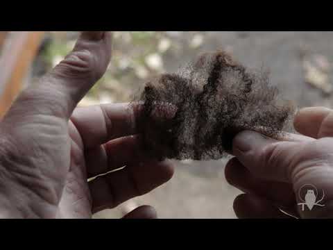 Preparing fleece for spinning: 2 picking and carding