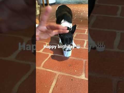 Puppy birthday 🥳