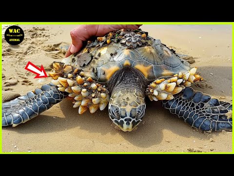 50 Animals That Asked People for Help & Kindness Caught On Camera ! #74