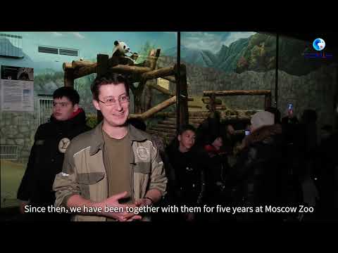 GLOBALink | "Panda Mama" take good care of Russia's first-ever born cub Katyusha at Moscow Zoo