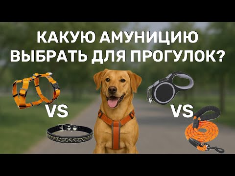 Поводок или рулетка? Ошейник или шлейка? Разбираемся, что подойдет именно вашей собаке