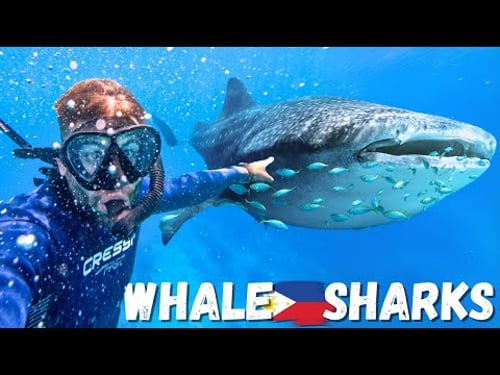 Breathtaking Whale Shark Encounter in the Philippines