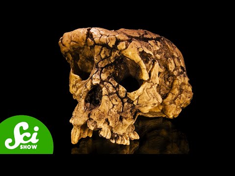 A Researcher Hid This Fossil For Decades. Here’s Why