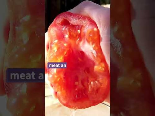 Save Your Own Tomato Seeds 🍅