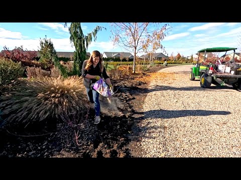 Planting the Last Bulbs of the Season for Big Spring Blooms 🌷🌼 // Garden Answer