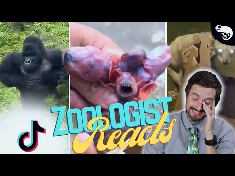 Zoologist Reacts To Viral Animal TikTok