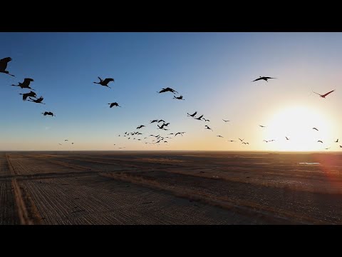 Thousands of grey cranes find winter haven in Tarim Basin oasis