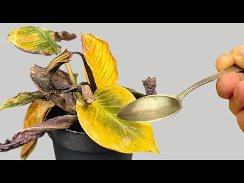 How to Bring Your Dying Plant Back to Life with This Simple Trick (Works Every Time!) 🌱