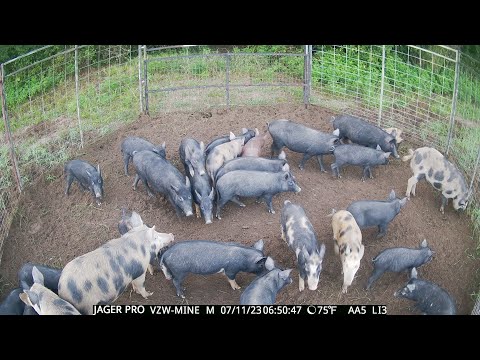 Over 160 Hogs Caught! Ultimate Hog Trap Gate Drop Compilation