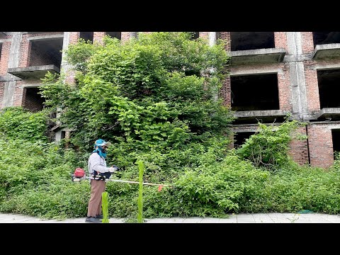 Help ! overgrown lawn mowing grass and the magical transformation of the house