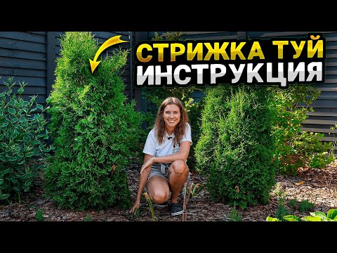 КАК СТРИЧЬ ТУЮ: БРАБАНТ, СМАРАГД, КОЛУМНА | Обрезка кустарников