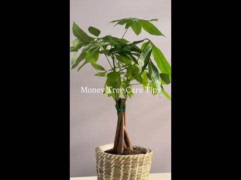 Money Tree Care Tips