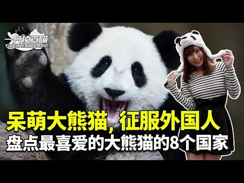 盘点最喜爱大熊猫的8个国家,咱们“国宝”在国外究竟多受欢迎?~带你看不一样的世界