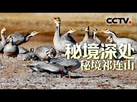 《秘境深处》秘境祁连山:斑头雁的幼崽正面临降生以来的第一次挑战......【CCTV纪录】