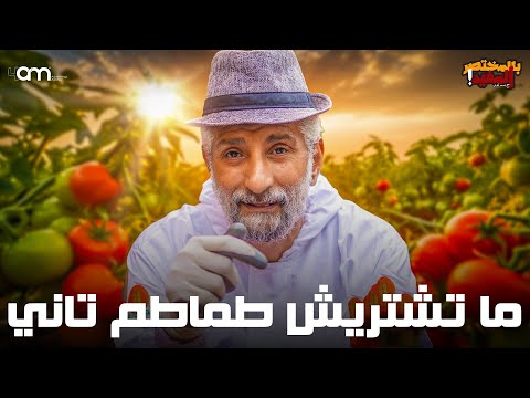 Become a professional tomato grower (from planting the seed to harvesting)