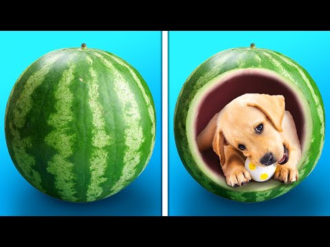 31 LINDAS Y SIMPLES IDEAS DIY PARA TUS AMADAS MASCOTAS