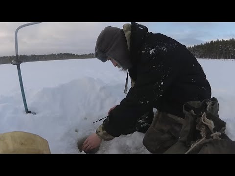 They attacked from the first hole Winter fishing Karelia