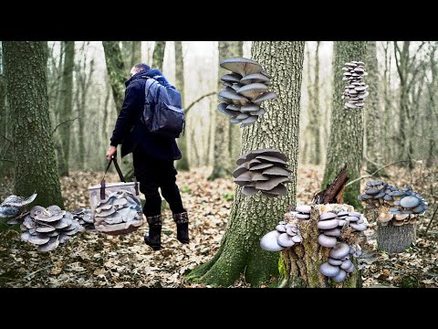 Ліс Гливи — омріяне місце кожного грибника 🌲🍄 Зимові Гриби Глива та Фламуліна