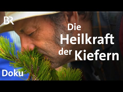 Schmidt Max und die Latschenkiefer: Das magische Öl der Berge | freizeit | Doku | BR
