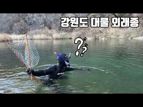 It's chaos! The valleys of Gangwon-do are overflowing with delicious(?) large invasive species! W...