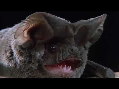 The 800-Mile Migration of The Most Misunderstood Predator: Mexican Free-Tailed Bats