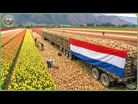 How Netherlands Makes Billions from High Tech Agriculture – Modern Large-Scale Farming