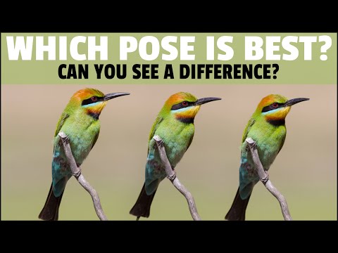 Bird Photography Techniques - How to Choose the Best Pose - Does It Make A Difference?