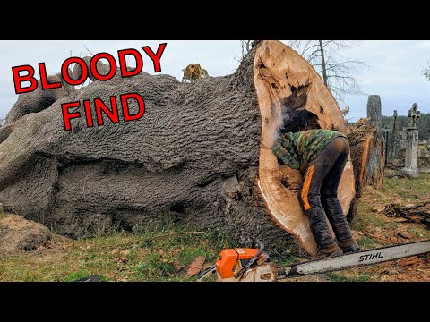 Bloody Find in an Old Cemetery Tree