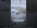 Rare Moment: Polar Bear Mom Adopts Orphan Cub | N18G