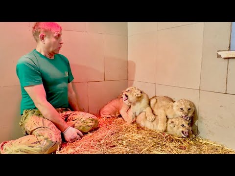 Олег Зубков показывает как из ЗЛЮЩИХ ЛЬВЯТ за три дня сделать ДОБРЫХ ЛЬВЯТ )))