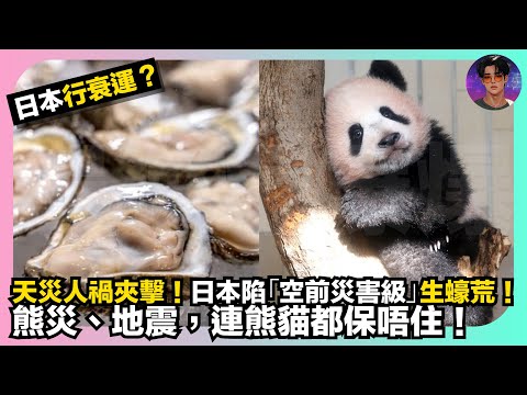 【日本行衰運?】天災人禍夾擊|日本陷「空前災害級」生蠔荒|熊災、地震、連熊貓都保唔住|娛樂爆爆爆