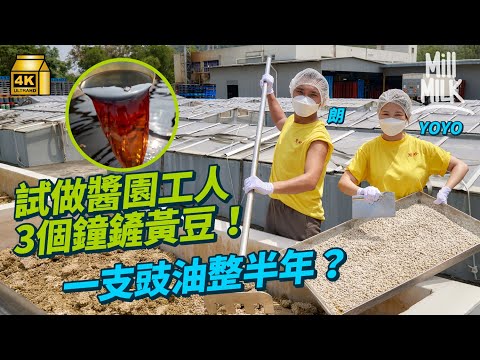#MM|挑戰做醬園工人直踩8個鐘整豉油 捱42度高溫煮豆 曬3個鐘鏟黃豆 一支傳統生曬豉油要整半年 直擊香港獨有頭抽製作過程|#試一次 #4K