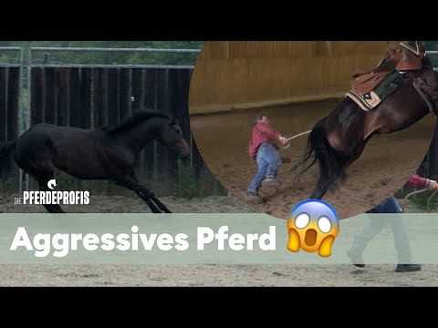Pferd Future VERLETZT Bernd 😰 | Die Pferdeprofis | VOX