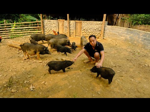 Duong takes care; Pig - Chicken - Duck - Fish everyday